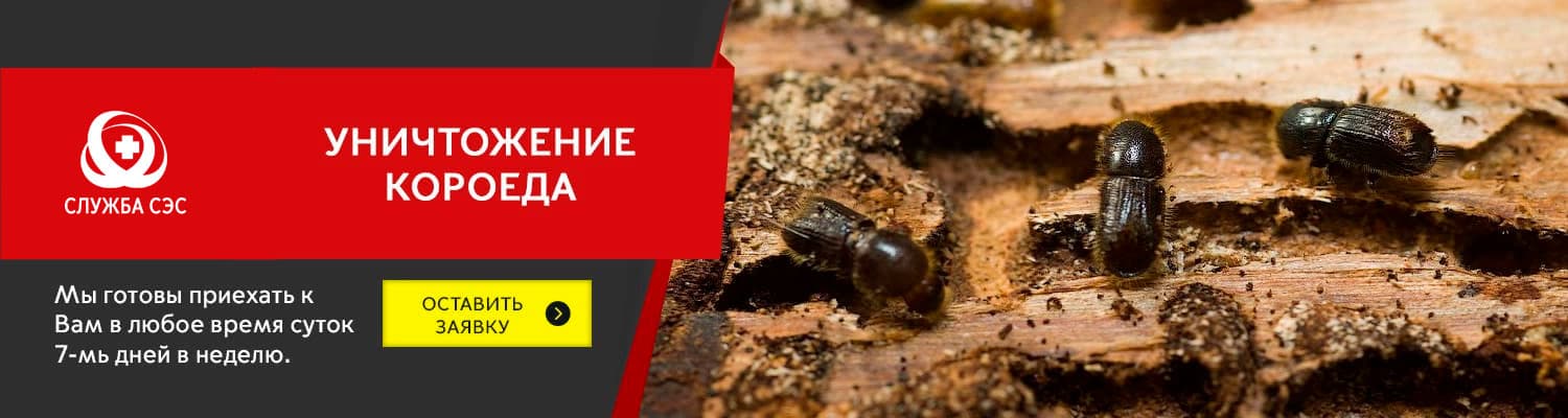 Уничтожение короеда в Наро-Фоминске