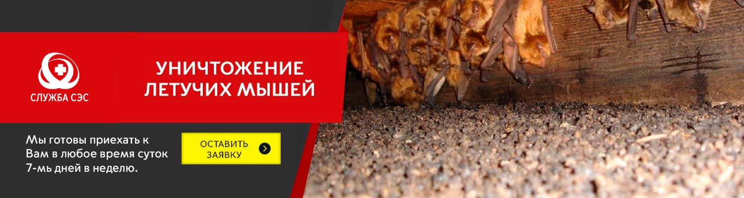 Уничтожение летучих мышей в Наро-Фоминске